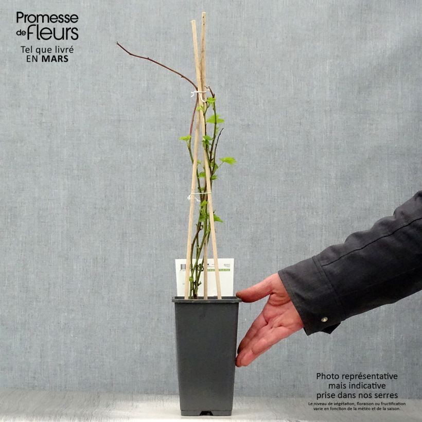 Thornless Loganberry - Raspberry-Blackberry 1.5L/2L pot, Clump sample as delivered in spring