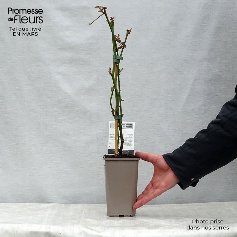 Thornless Blackberry Navaho - Rubus fruticosus 1.5L/2L pot, Clump sample as delivered in spring