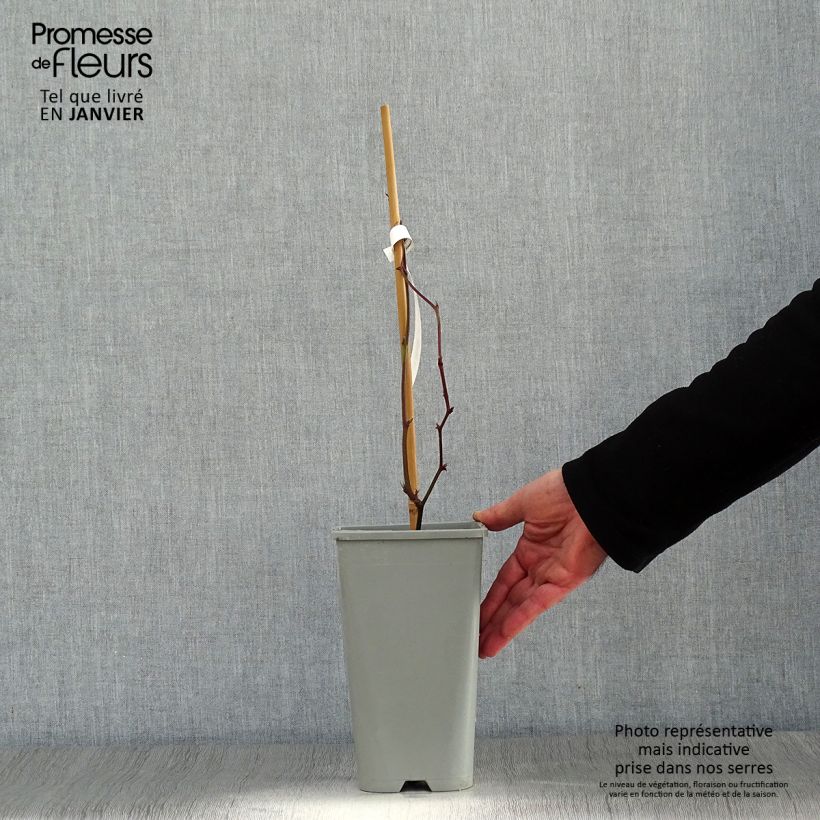 Thornless Blackberry Oregon Thornless - Rubus fruticosus 1.5L/2L pot sample as delivered in winter