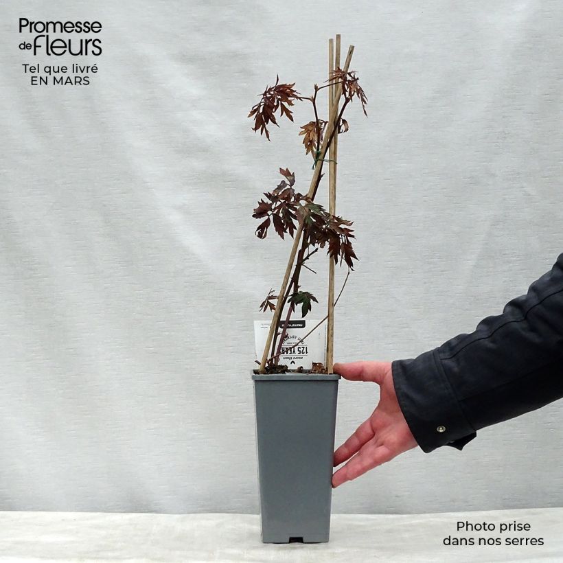 Thornless Evergreen Blackberry - Rubus fruticosus 1.5L/2L pot, Clump sample as delivered in spring