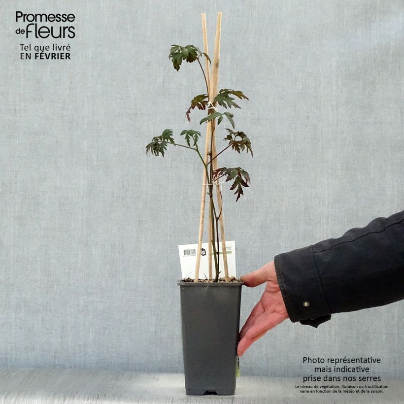 Thornless Evergreen Blackberry - Rubus fruticosus 1.5L/2L pot, Clump sample as delivered in winter