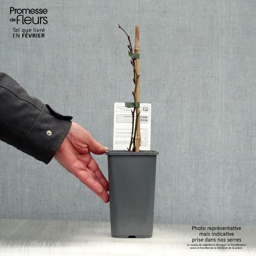 Thornless Blackberry Triple Crown Bio - Rubus fruticosus 1.5L/2L pot sample as delivered in winter