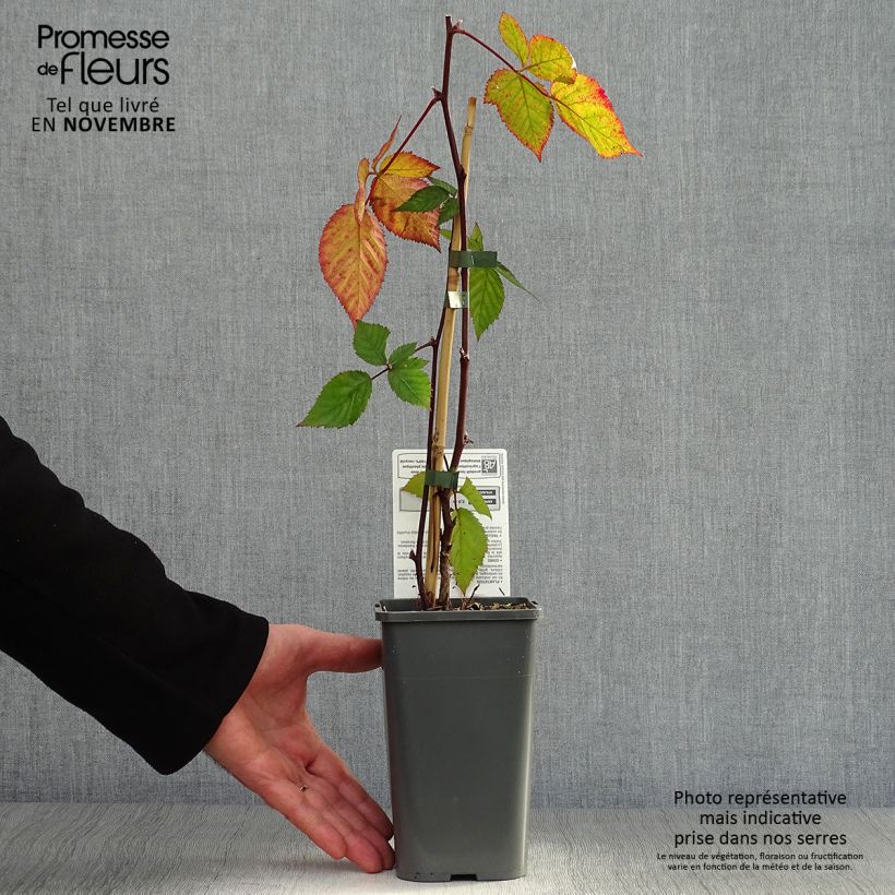 Thornless Blackberry Triple Crown Bio - Rubus fruticosus 1.5L/2L pot sample as delivered in autumn