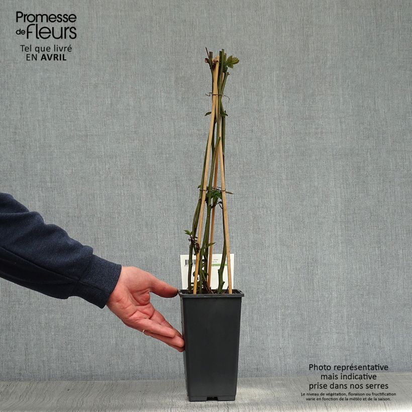 Thornless Blackberry Triple Crown - Rubus fruticosus 1.5L/2L pot, Clump sample as delivered in spring