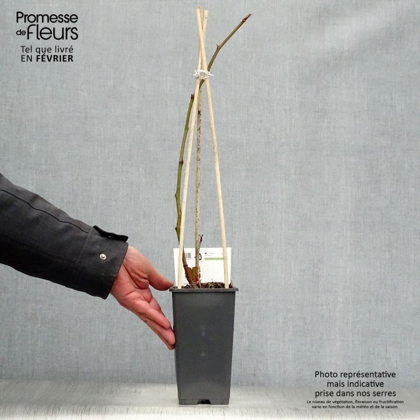 Thornless Blackberry Triple Crown - Rubus fruticosus 1.5L/2L pot, Clump sample as delivered in winter