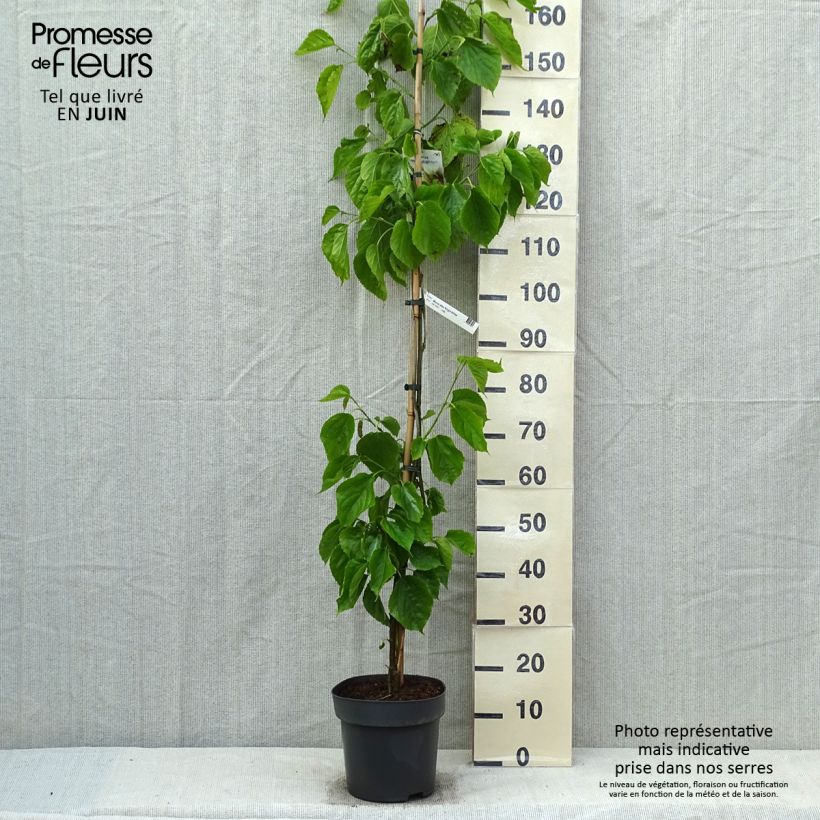 Morus alba var. laevigata Kings White - Mullberry 4L/5L pot sample as delivered in spring