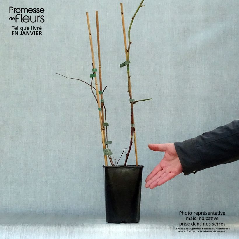 Raspberry-Blackberry Boysenberry 1.5L/2L pot sample as delivered in winter