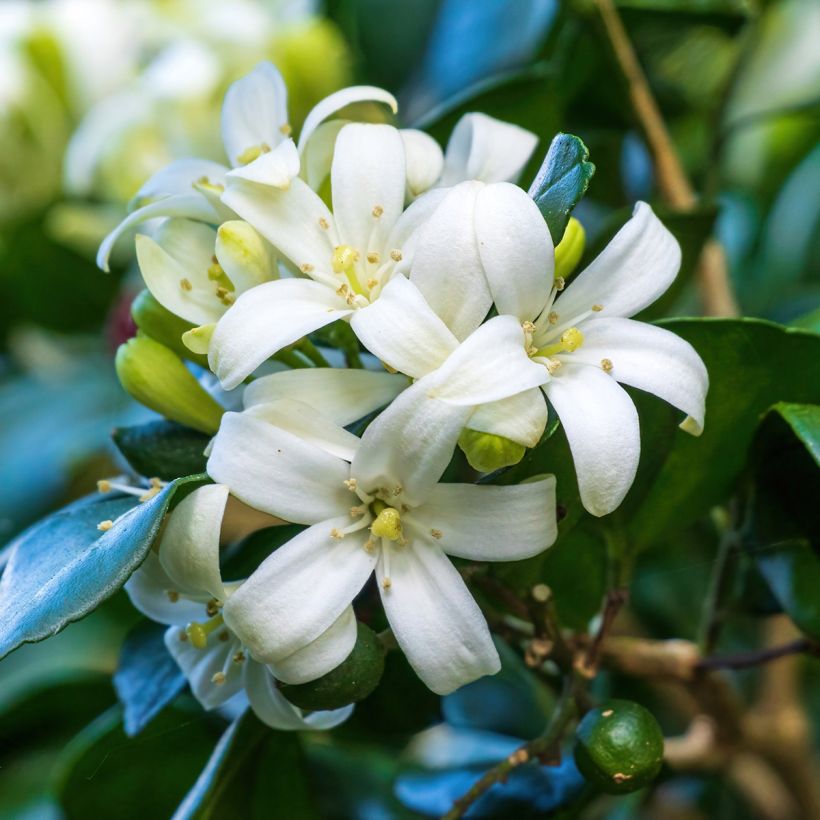 Murraya paniculata (Flowering)