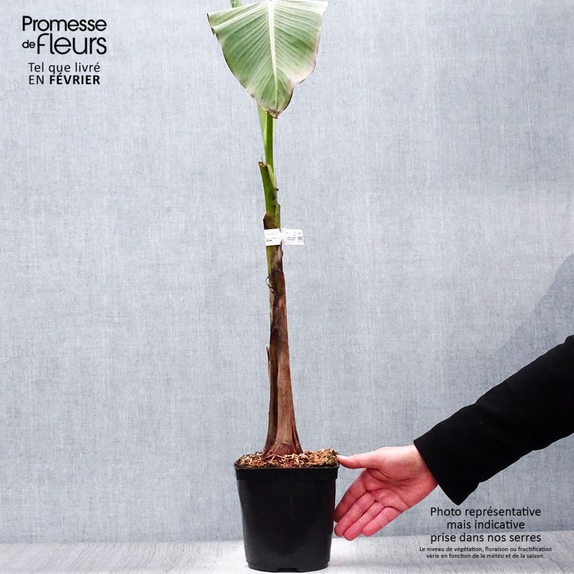 Musa basjoo Dajiao - Hardy Banana 4L/5L pot sample as delivered in winter