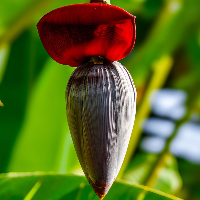 Musa acuminata balbisiana Ice Cream - Banana (Flowering)