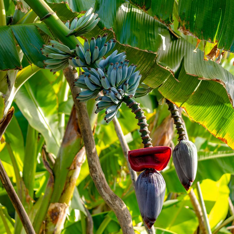 Musa acuminata balbisiana Ice Cream - Banana (Plant habit)