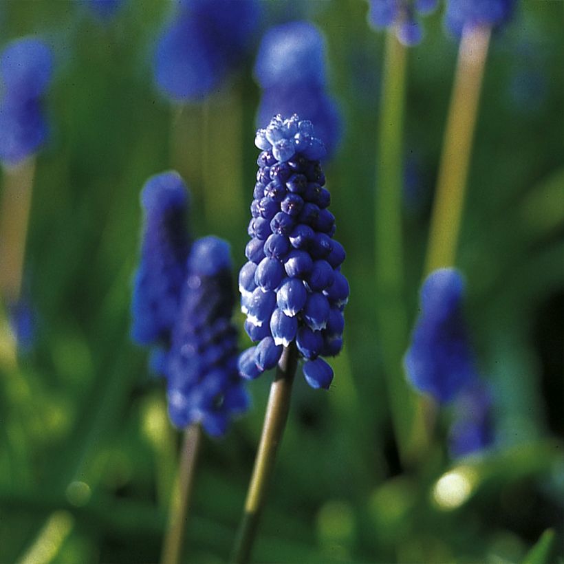 Muscari botryoides Superstar - Grape Hyacinth (Flowering)