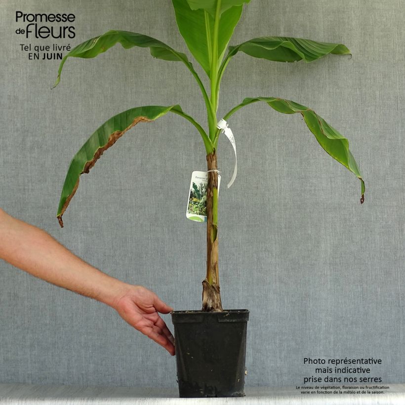 Musella lasiocarpa - Golden Lotus Banana 3L/4L pot sample as delivered in summer