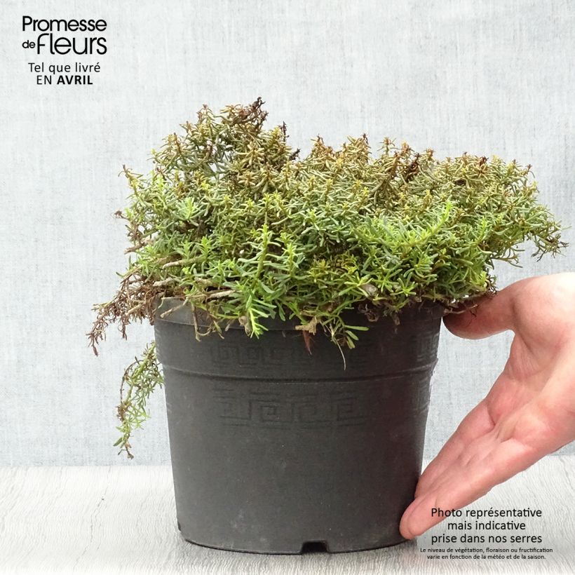 Myoporum parvifolium Pink 3L/4L pot sample as delivered in spring