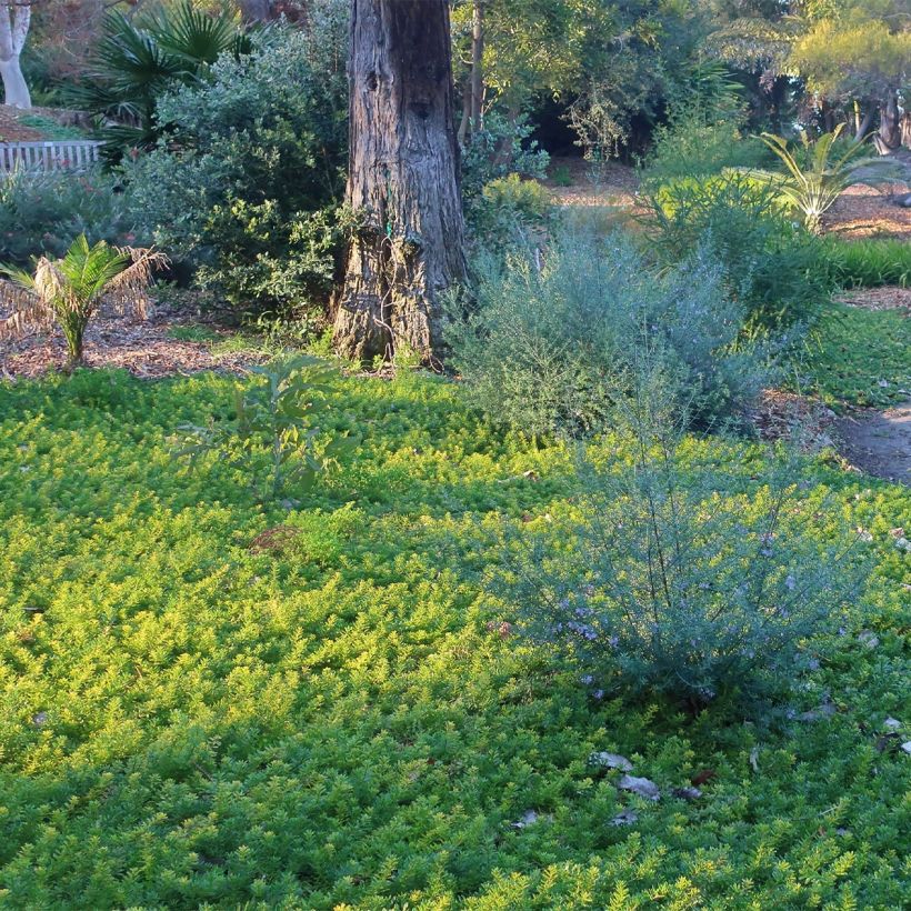 Myoporum parvifolium White (Plant habit)