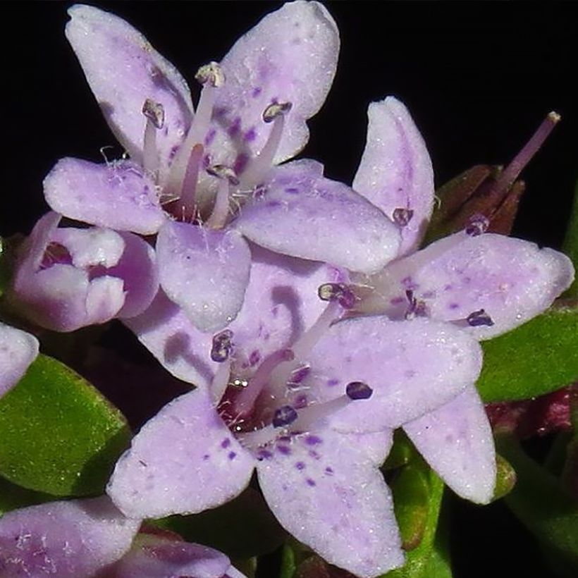 Myoporum parvifolium Pink (Flowering)