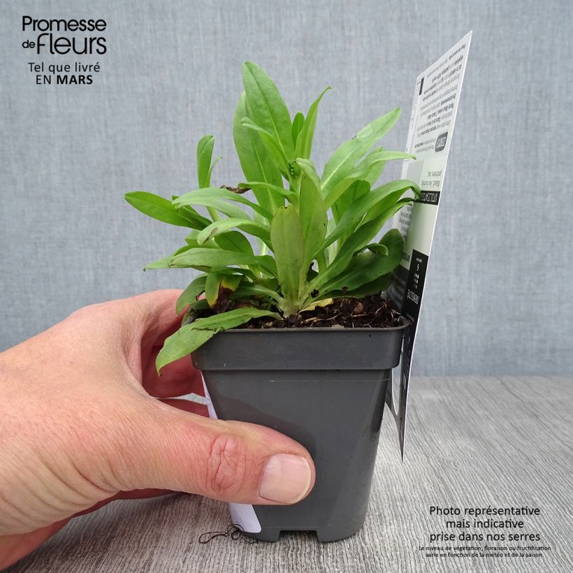 Myosotis scorpioides - Forget-me-not 8/9 cm pot sample as delivered in spring