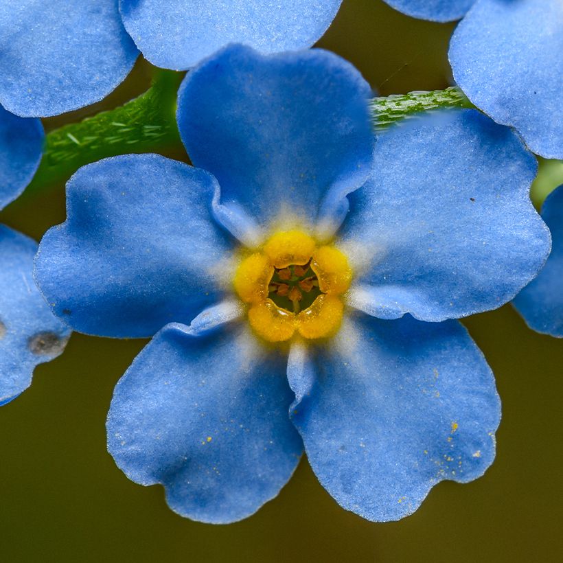 Myosotis scorpioides - Forget-me-not (Flowering)
