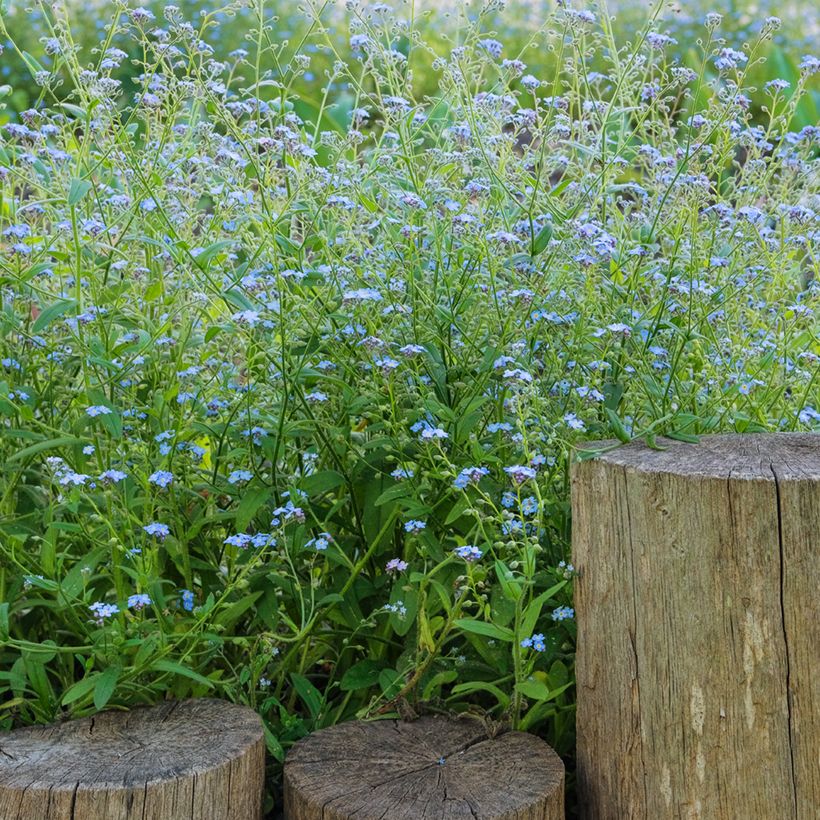 Myosotis scorpioides - Forget-me-not (Plant habit)