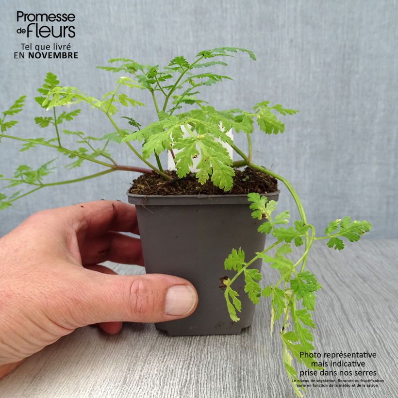 Myrrhis odorata 8/9 cm pot sample as delivered in autumn