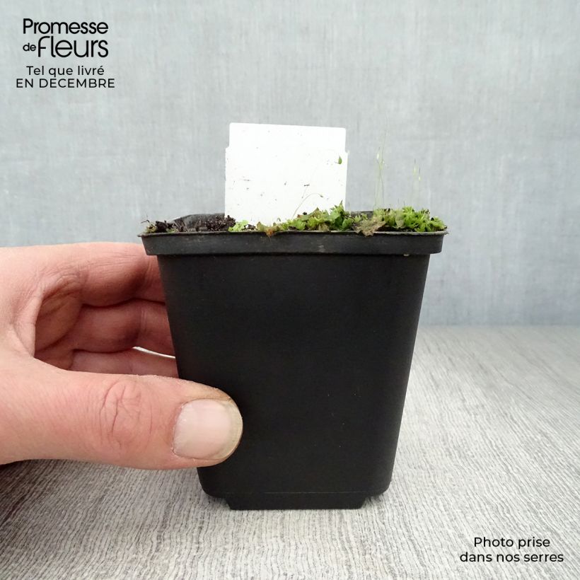 Myrrhis odorata 8/9 cm pot sample as delivered in winter