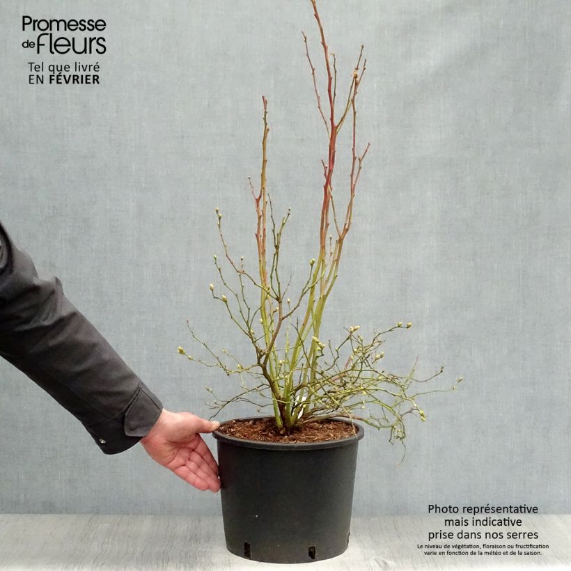 Vaccinium corymbosum Goldtraube- American Blueberry 7.5L/10L pot, Bush sample as delivered in winter