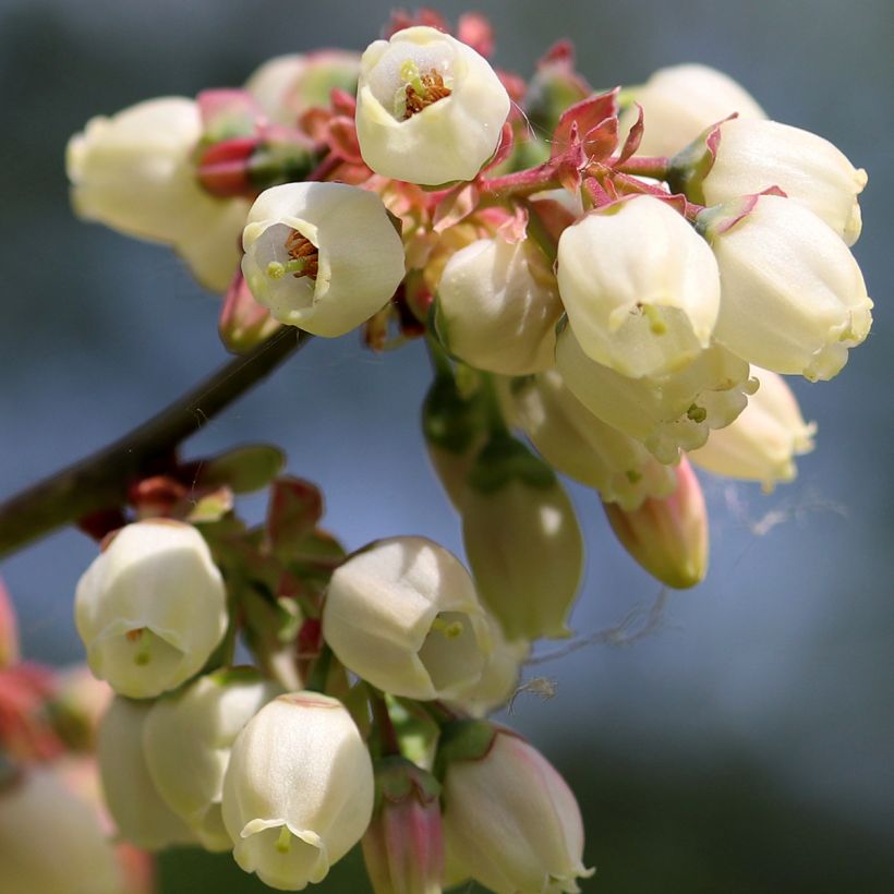 Vaccinium corymbosum North Blue- American Blueberry (Flowering)