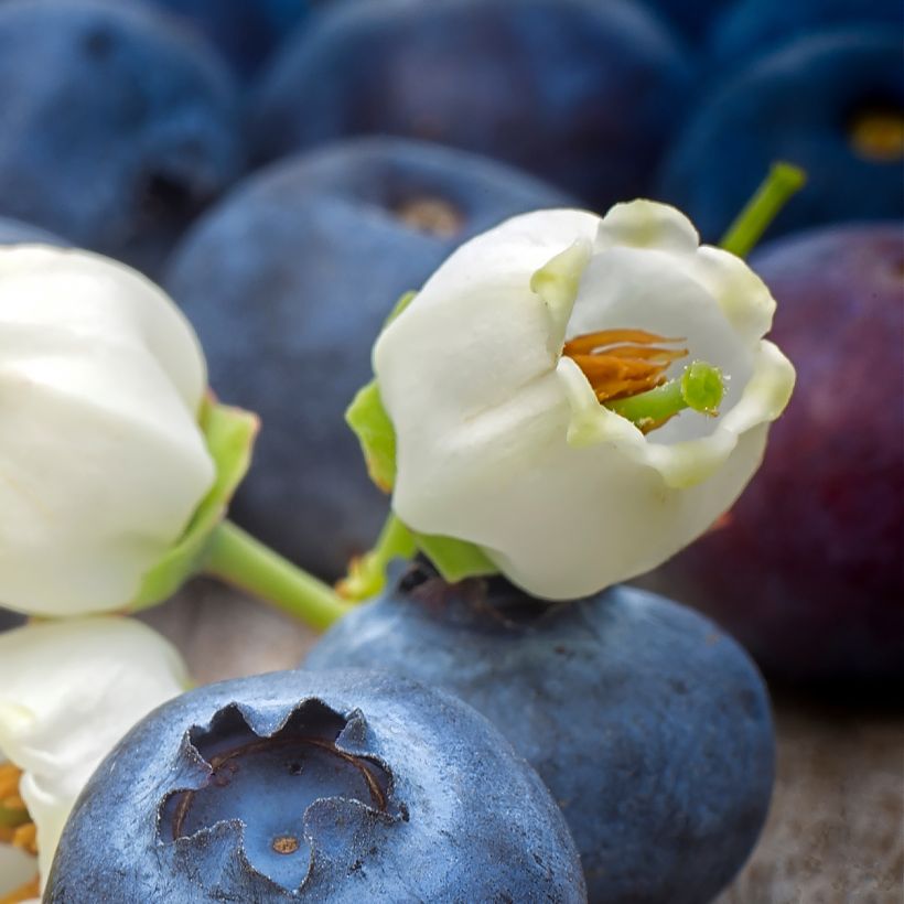 Vaccinium corymbosum Pioneer- American Blueberry (Flowering)