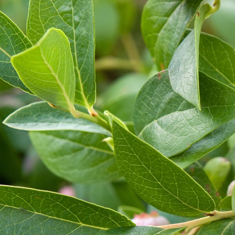 Vaccinium corymbosum Spartan- American Blueberry (Foliage)