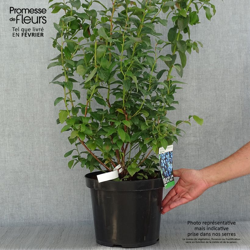 Vaccinium corymbosum Spartan- American Blueberry 7.5L/10L pot sample as delivered in autumn