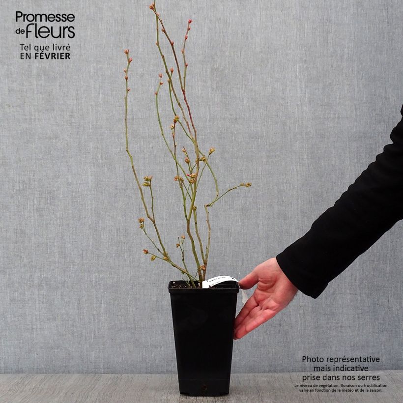 Vaccinium corymbosum Berkeley 1.5L/2L pot sample as delivered in winter