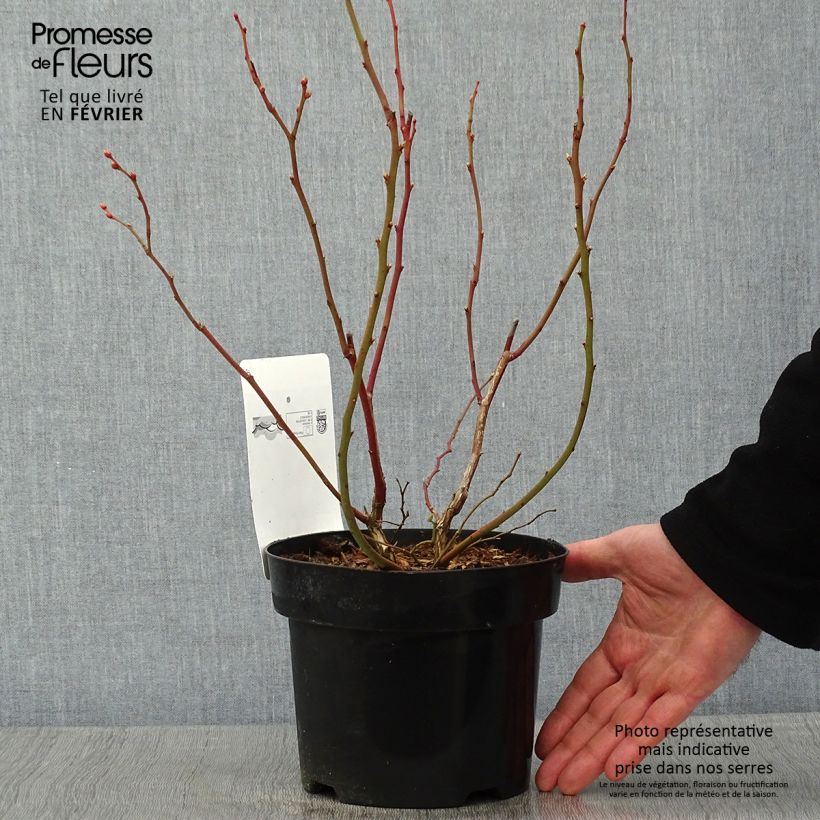 Vaccinium corymbosum Duke- American Blueberry 2L/3L pot sample as delivered in winter
