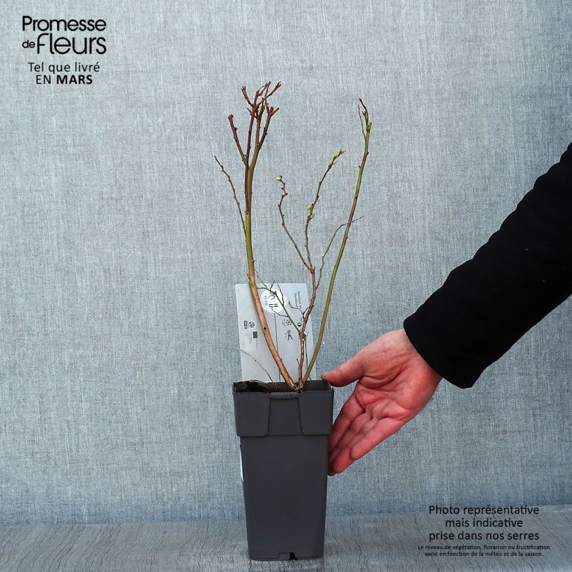 Vaccinium corymbosum Northland- American Blueberry 1.5L/2L pot sample as delivered in winter