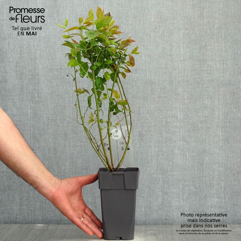 Vaccinium corymbosum Northland- American Blueberry 1.5L/2L pot sample as delivered in spring