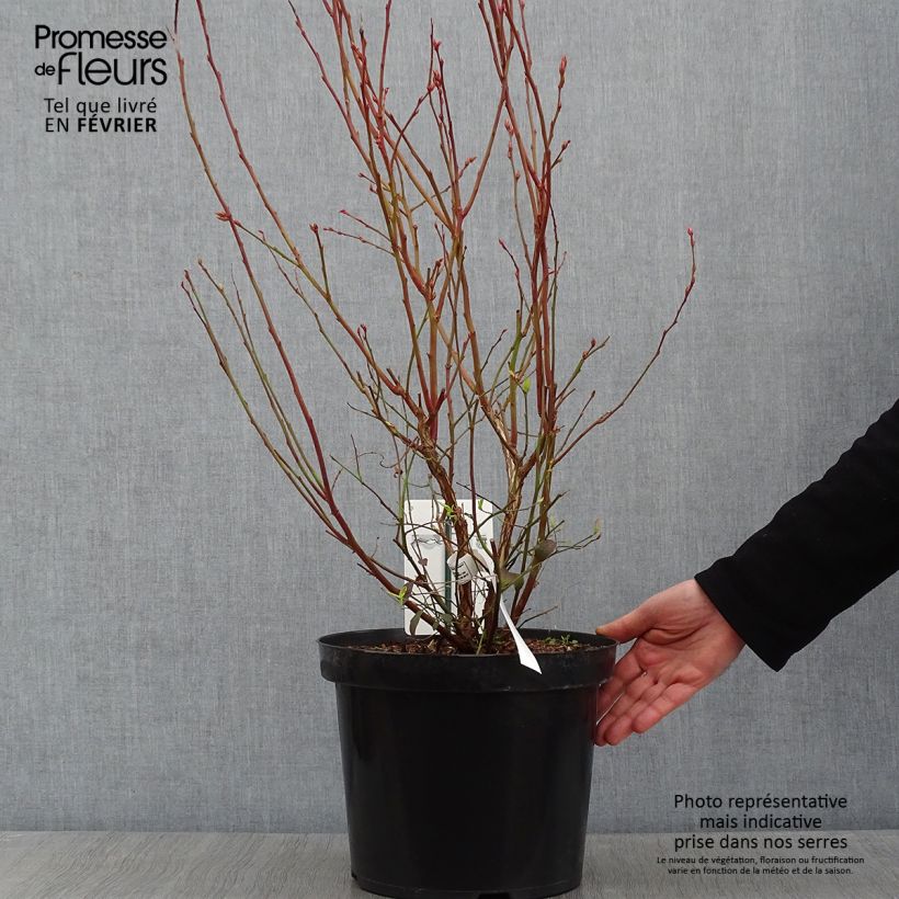 Vaccinium corymbosum Spartan- American Blueberry 7.5L/10L pot sample as delivered in winter