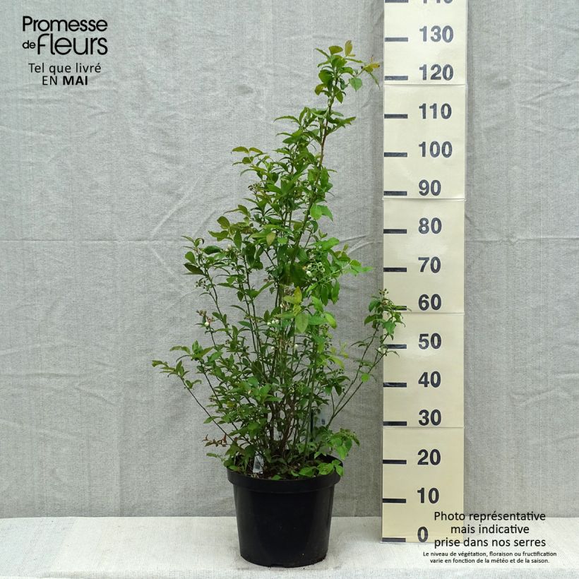 Vaccinium corymbosum Spartan- American Blueberry 7.5L/10L pot sample as delivered in spring