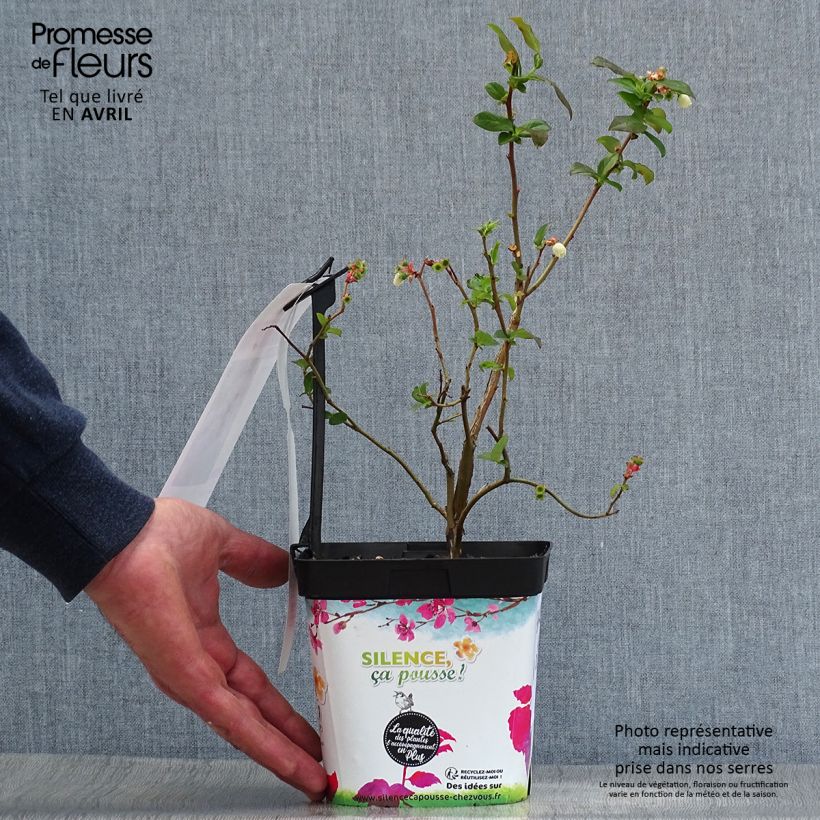 Vaccinium corymbosum Spartan- American Blueberry 2L/3L pot sample as delivered in spring