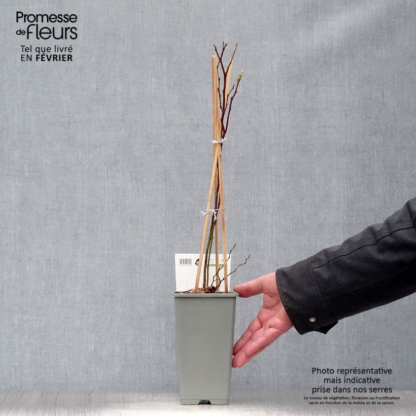 Vaccinium corymbosum Blue Gold - American Blueberry 1.5L/2L pot, Bush sample as delivered in winter