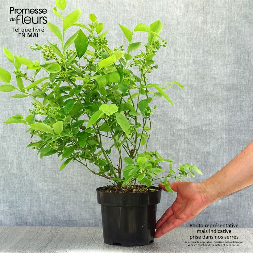 Vaccinium corymbosum Blue Jay- American Blueberry 1.5L/2L pot, Bush sample as delivered in spring