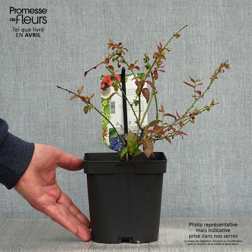 Vaccinium corymbosum Chandler- American Blueberry 1.5L/2L pot, Bush sample as delivered in spring