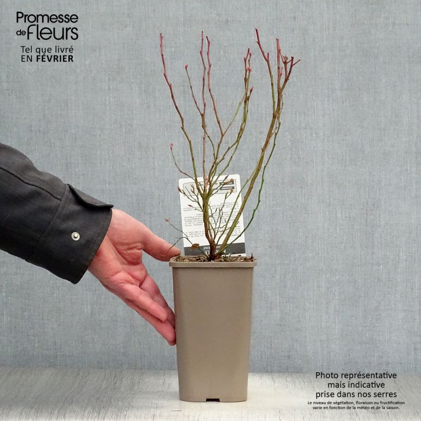 Vaccinium corymbosum Emil- American Blueberry 1.5L/2L pot, Bush sample as delivered in winter