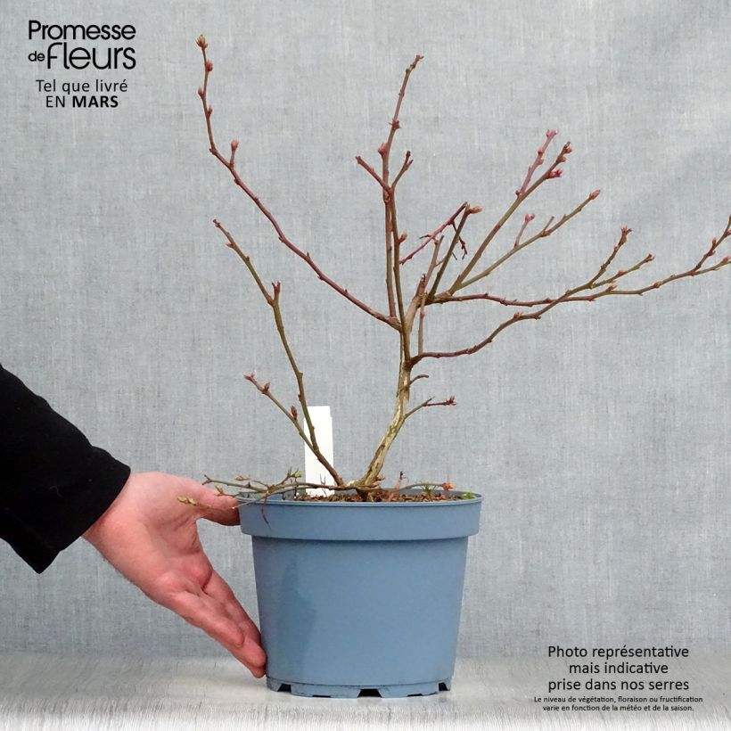 Vaccinium corymbosum Flamingo- American Blueberry 1.5L/2L pot, Bush sample as delivered in spring