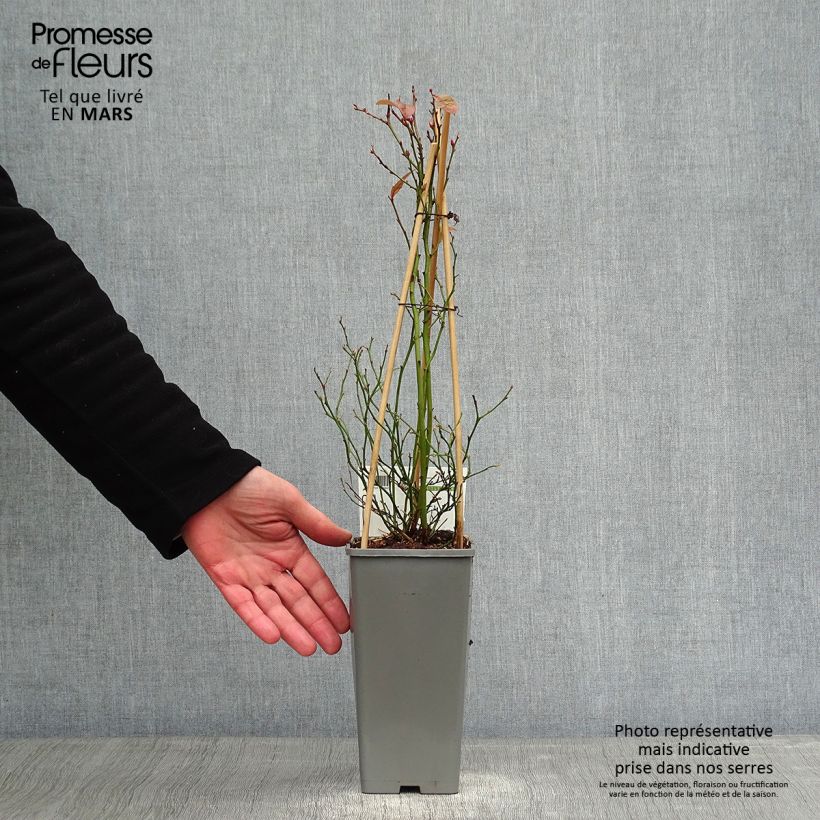 Vaccinium corymbosum Goldtraube- American Blueberry 1.5L/2L pot, Bush sample as delivered in winter