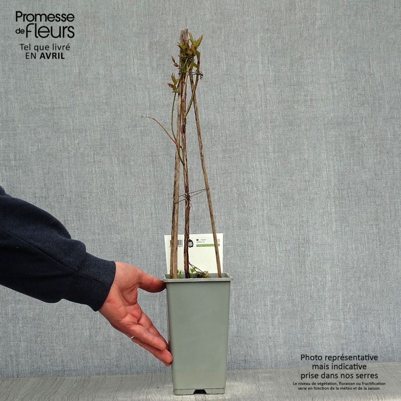 Vaccinium corymbosum Goldtraube- American Blueberry 1.5L/2L pot, Bush sample as delivered in spring