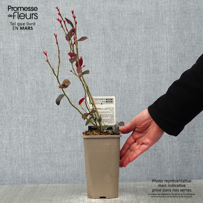 Vaccinium Patriot - Blueberry 1.5L/2L pot, Bush sample as delivered in winter