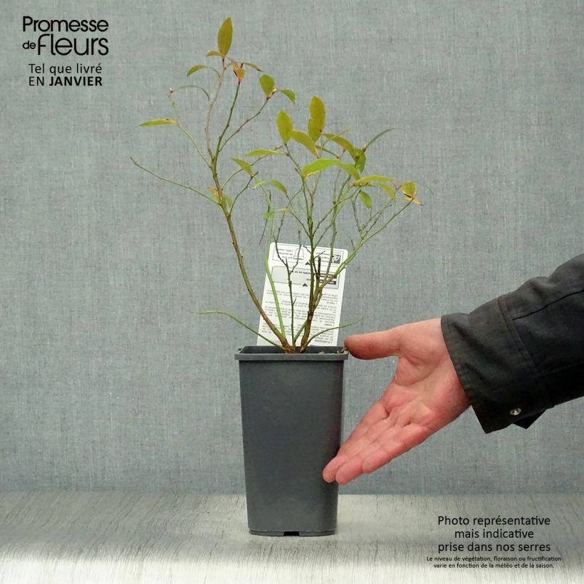 Vaccinium Pink Lemonade- Organic Blueberry 1.5L/2L pot, Bush sample as delivered in winter