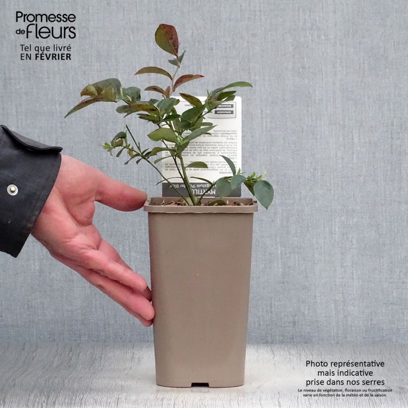 Vaccinium Powder Blue - Blueberry Bush 1.5L/2L pot, Bush sample as delivered in winter