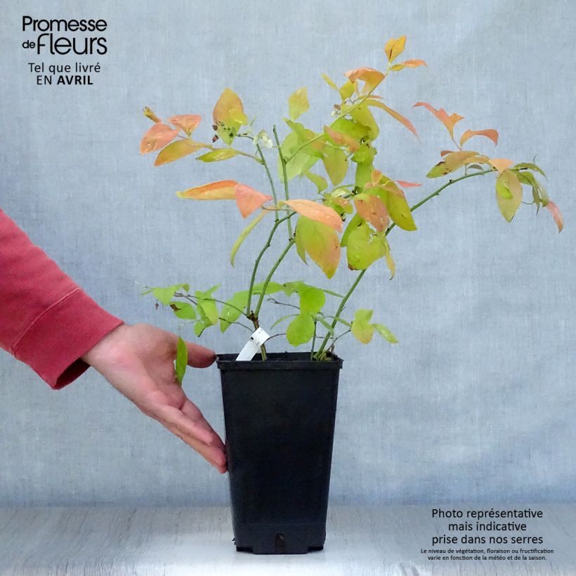 Vaccinium corymbosum Yello!Berryblue- American Blueberry 2L/3L pot sample as delivered in spring