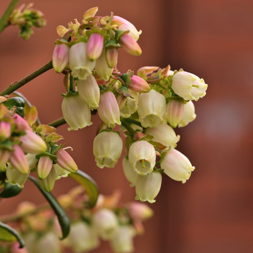 Vaccinium Patriot' Bio - Organic Blueberry (Flowering)