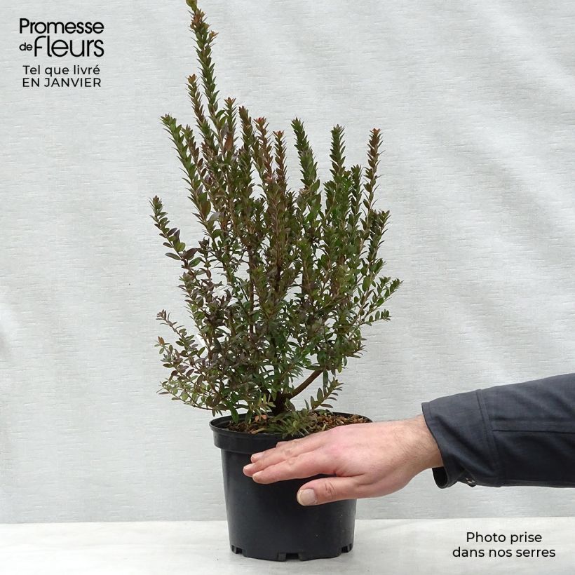 Myrtus communis subsp. tarentina 2L/3L pot sample as delivered in winter